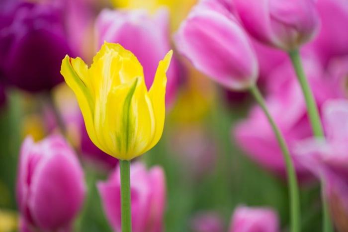 Yellow tulip blooming